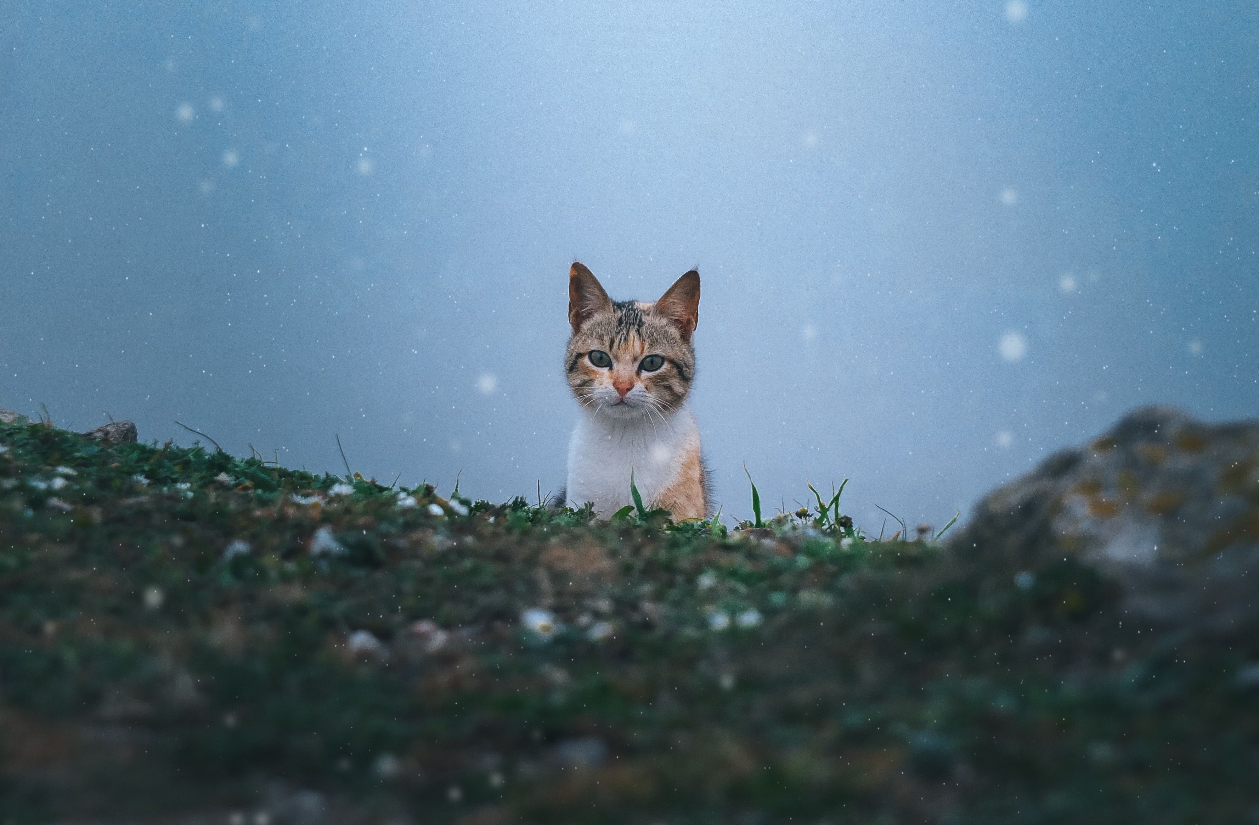 How do cats go missing? lilcat