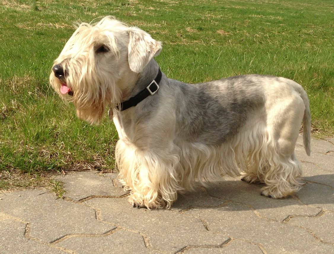 Cesky Terrier – Robust and versatile dog breed with strong hunting ...