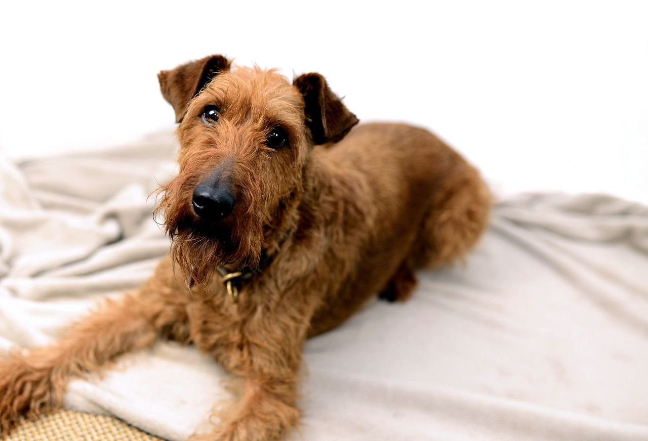 are irish terriers aggressive