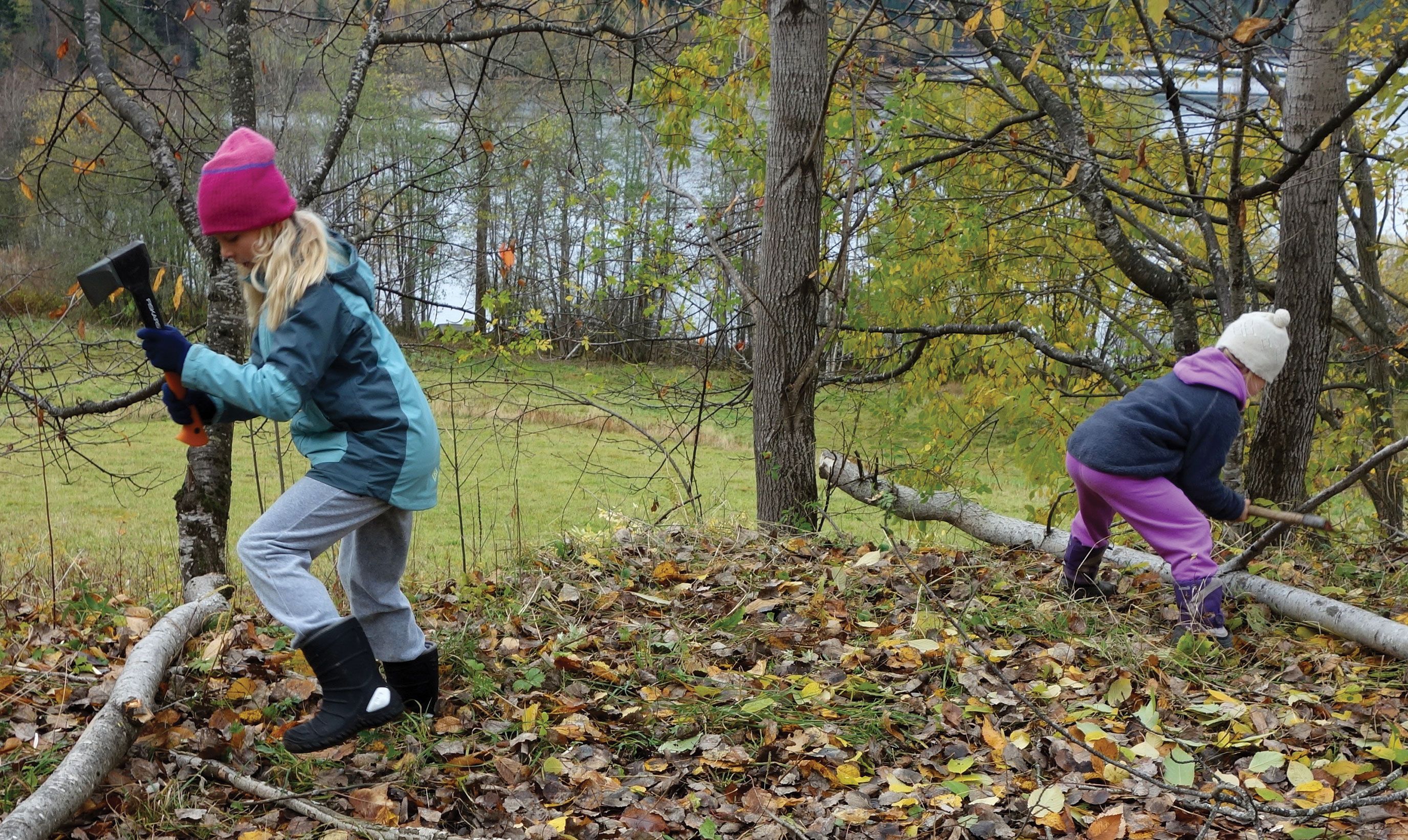 Elever på mellomtrinnet feller trær i skogen. 