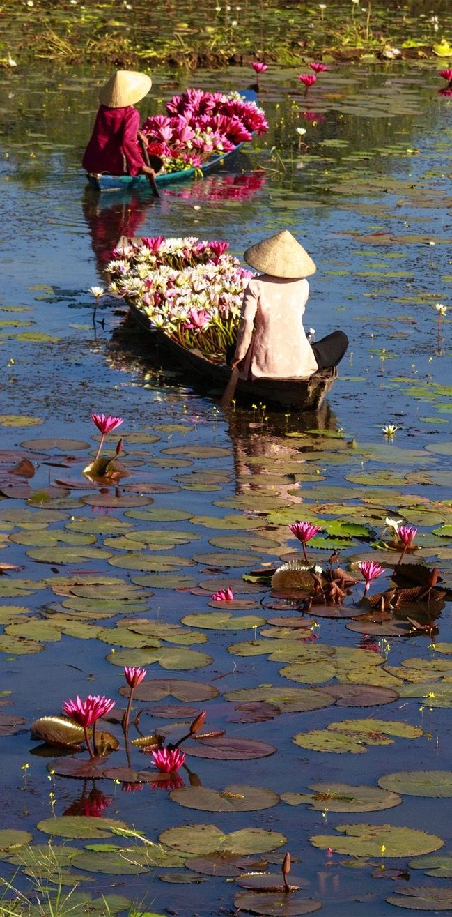 Lotus harvest boat photograph