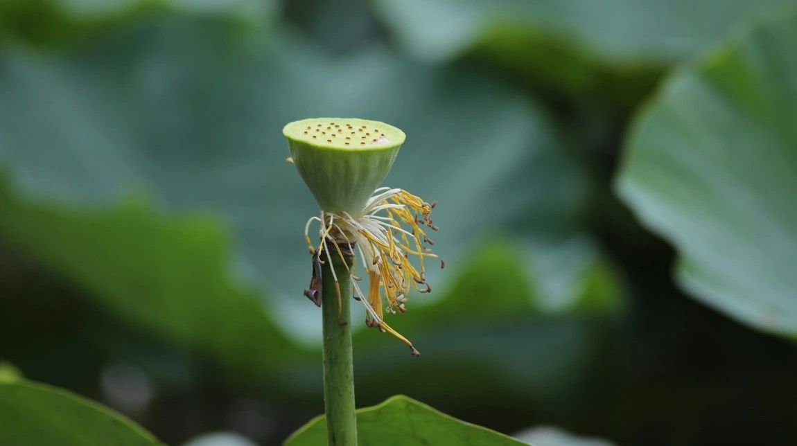 Lotus seed pod photograph