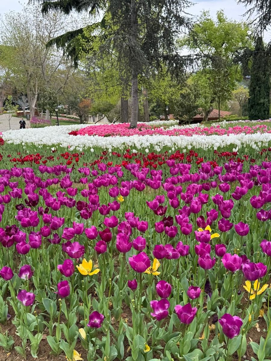 Rows of purple, red, white, pink and yellow tulips in a park, with tall trees behind