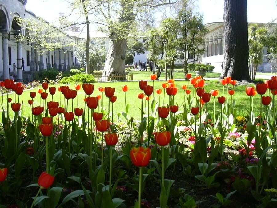 Red and orange tulips on a lawn in front of a colonnaded building and large trees