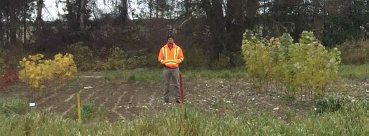 Worker standing among young trees and grass grown in the amended boulevard soil