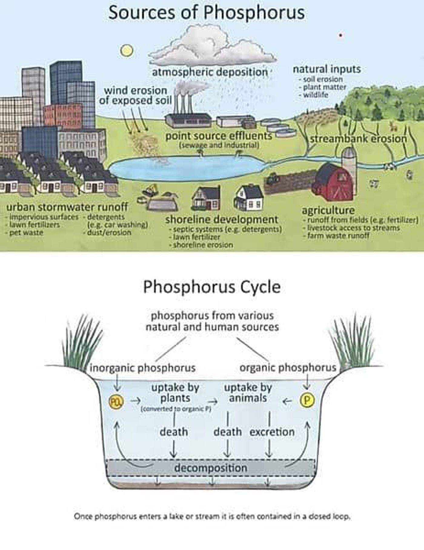 Sources of phosphorus and the phosphorus cycle