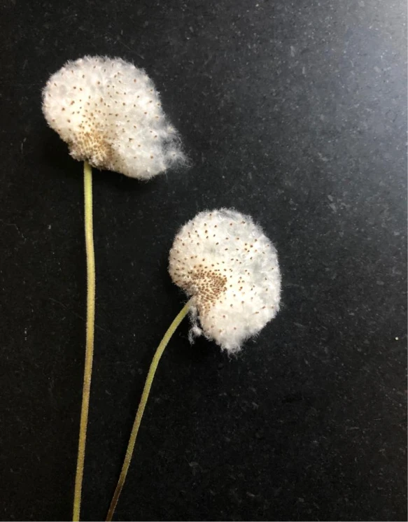 Altherr Desile Park Christmas Card Art Direction 23