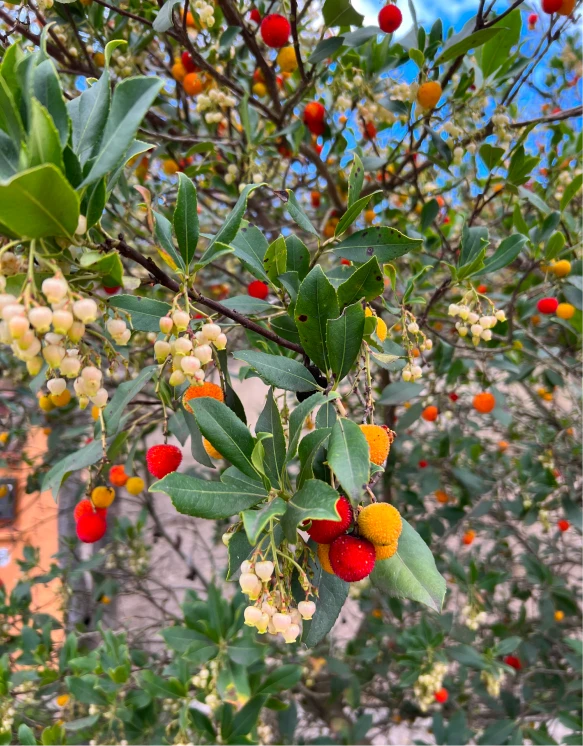 Altherr Desile Park Christmas Card Art Direction 24