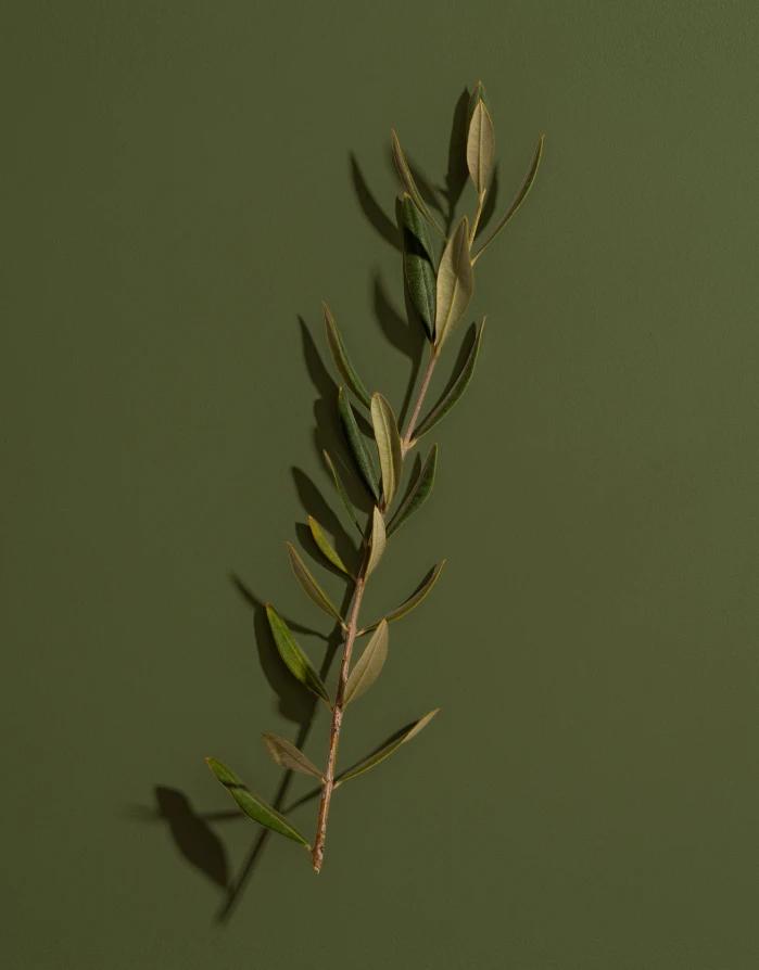 Lievore Altherr Desile Park Adell Lounge Chair Arper Product Design Art Direction 28