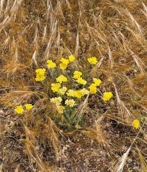 Adp Studio Creativedirection Yellow 1a 3x