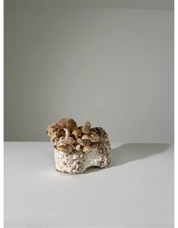 Altherr Desile Park Catifa Carta Chair Furniture Product Design Art Direction Color Design 05