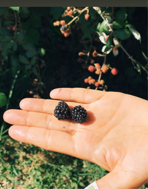 Altherr Desile Park Christmas Card Art Direction 21