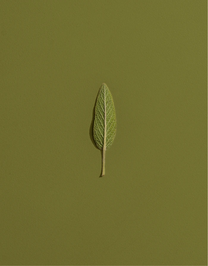 Lievore Altherr Desile Park Adell Lounge Chair Arper Product Design Art Direction 29