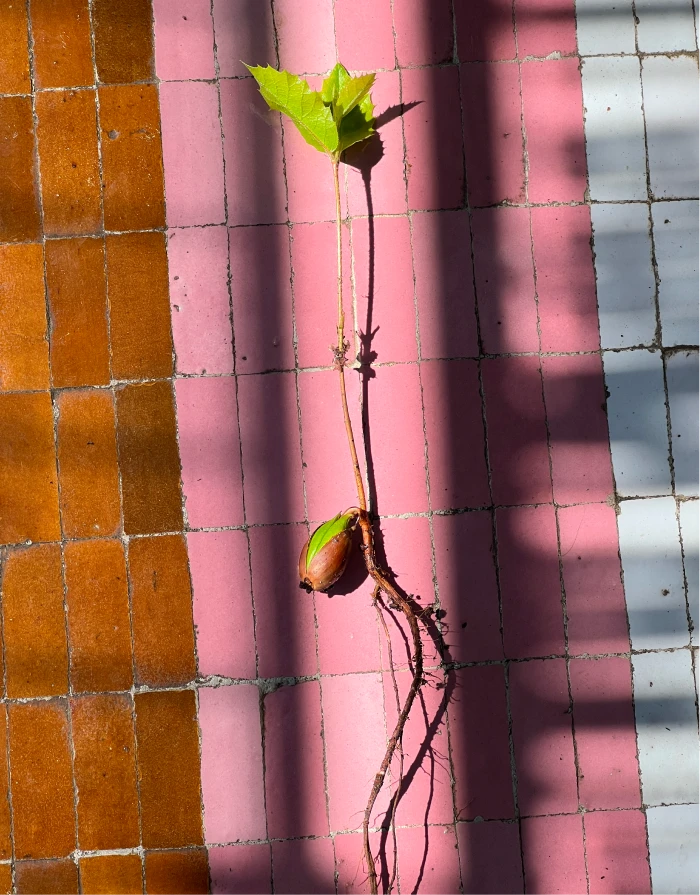 Altherr Desile Park Christmas Card Art Direction 37