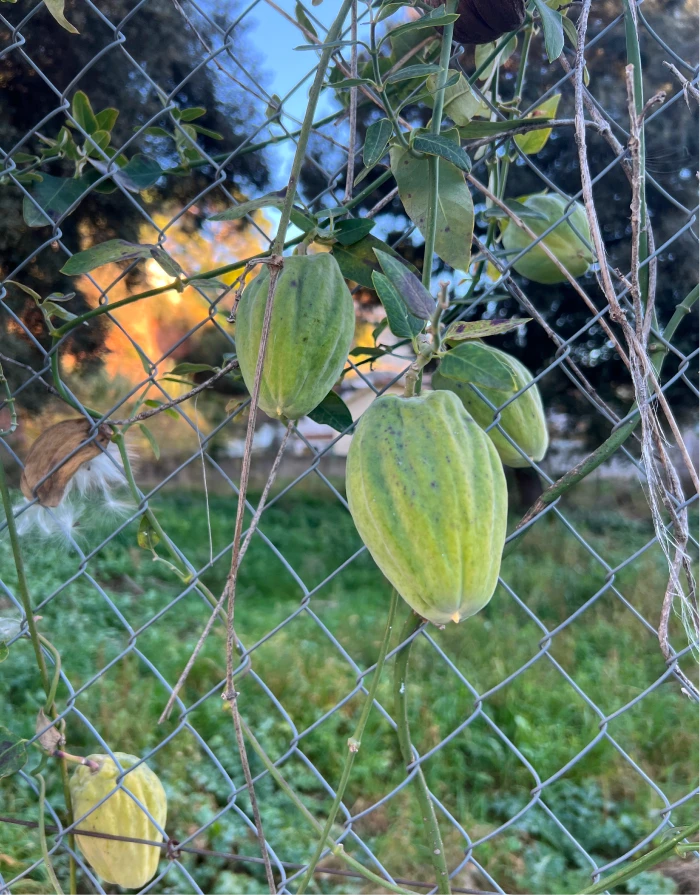 Altherr Desile Park Christmas Card Art Direction 38