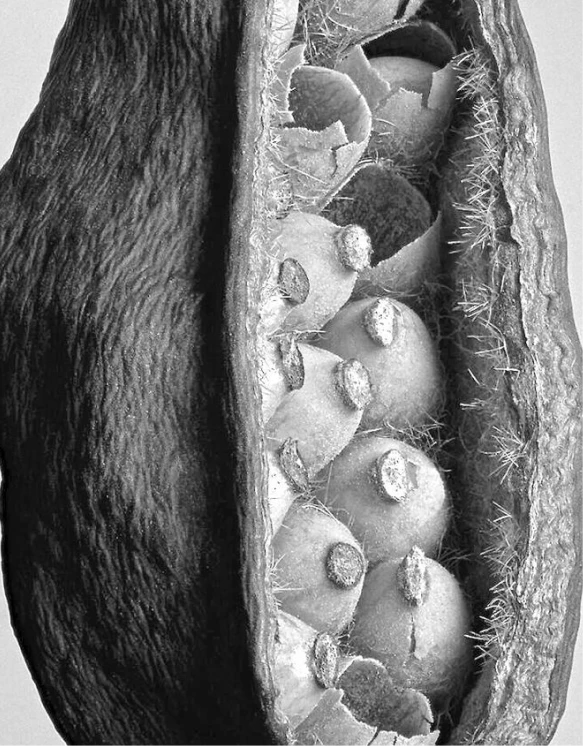 Altherr Desile Park Christmas Card Art Direction 07