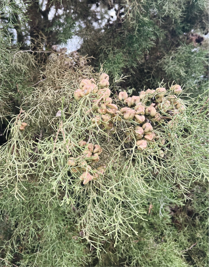 Altherr Desile Park Christmas Card Art Direction 40