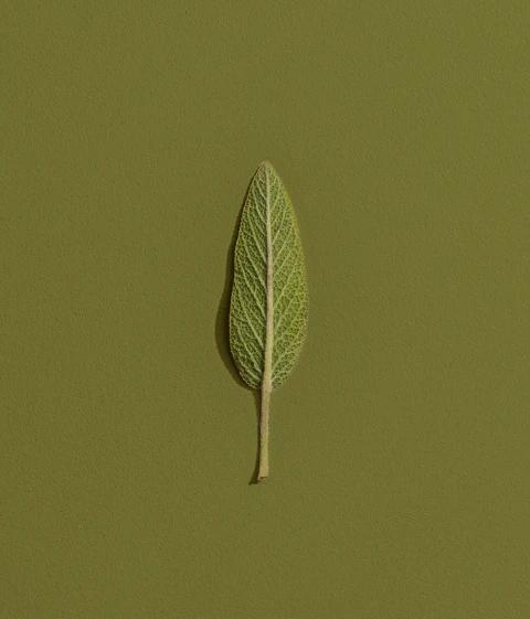 Adp Studio Creativedirection Green 1e 3x