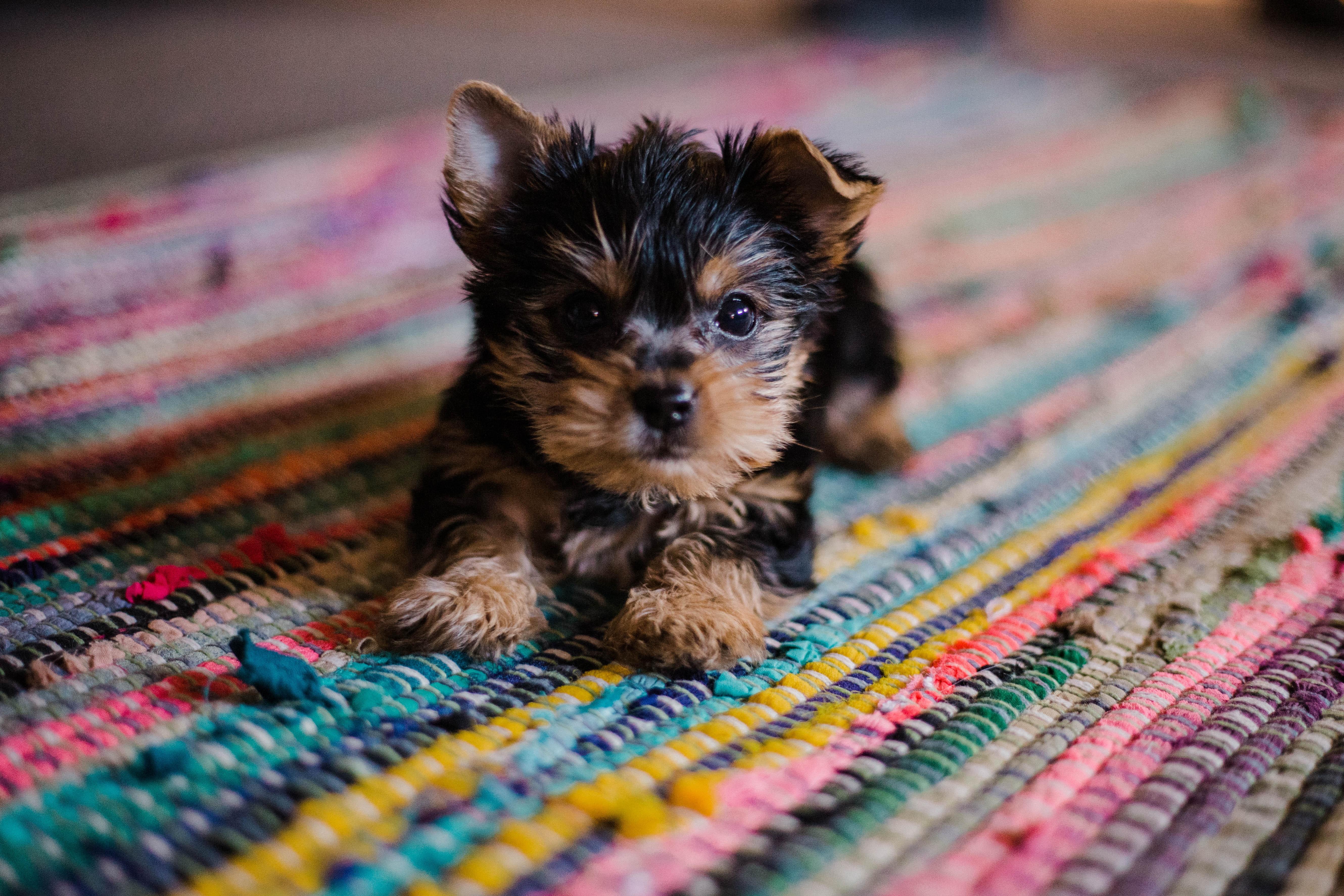 Pet Supplies