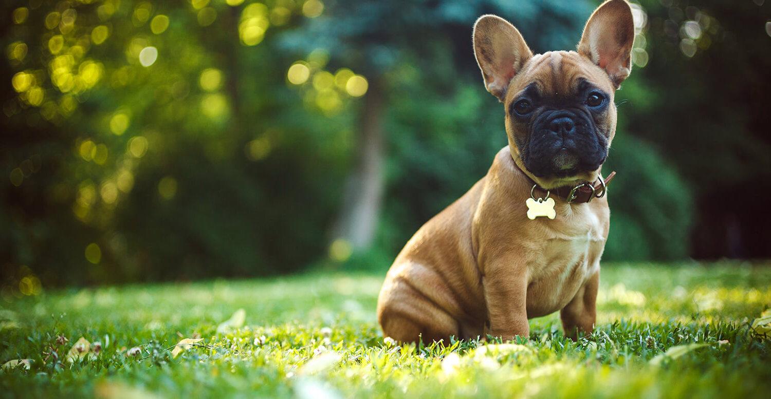 Pet leashes, collars, and harnesses