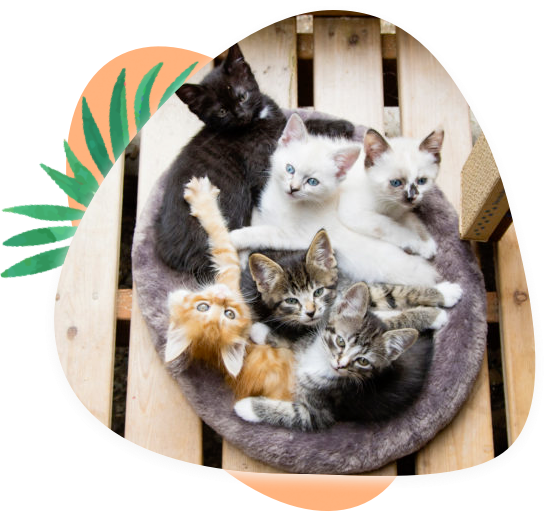 Seattle Humane Society