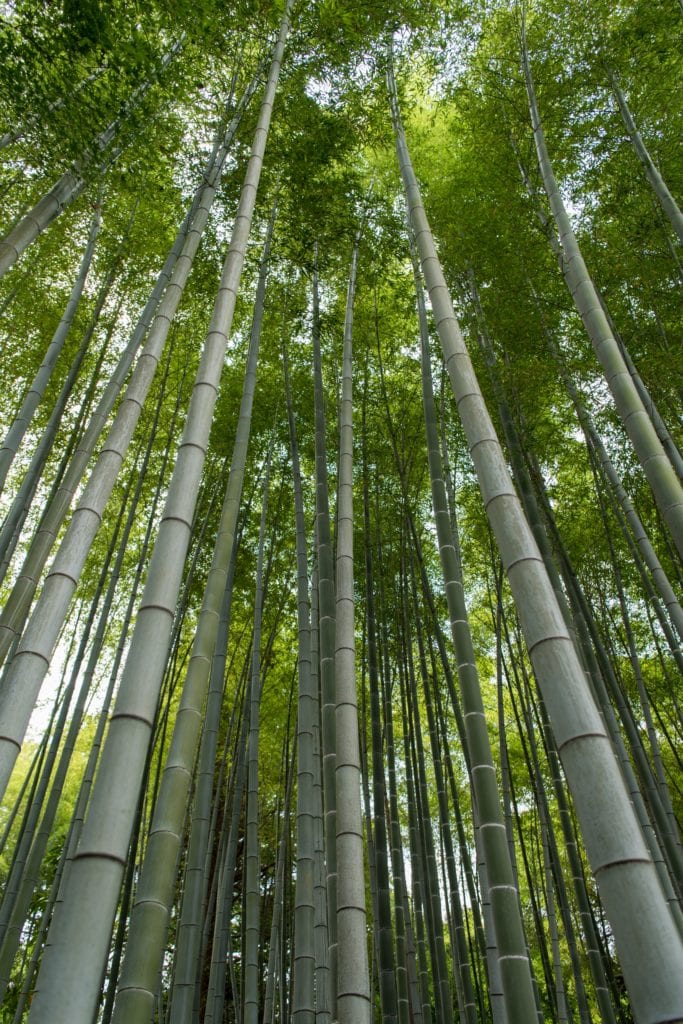 What you need to know about bamboo