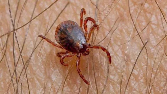 В Саламанке подтверждён случай опасной геморрагической лихорадки