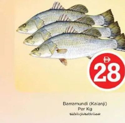 Barramundi (Kalanji) Per Kg
