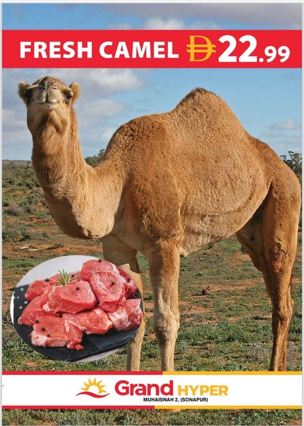 Fresh Camel