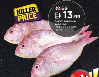 Fresh Sultan Ibrahim Per Kg