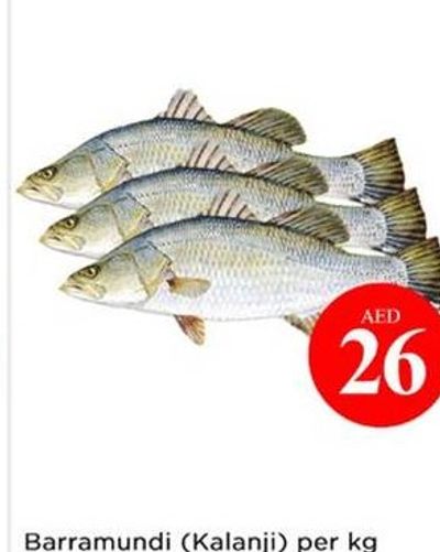 Barramundi (Kalanji) per kg