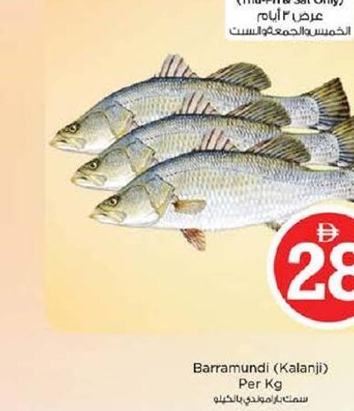Barramundi (Kalanji) Per Kg