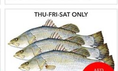 Barramundi Fish per kg