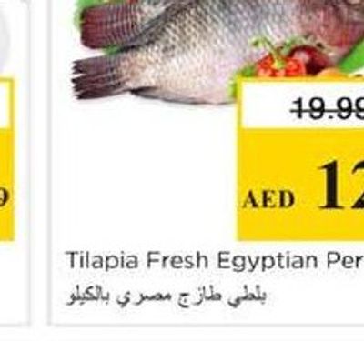 Tilapia Fresh Egyptian Per Kg