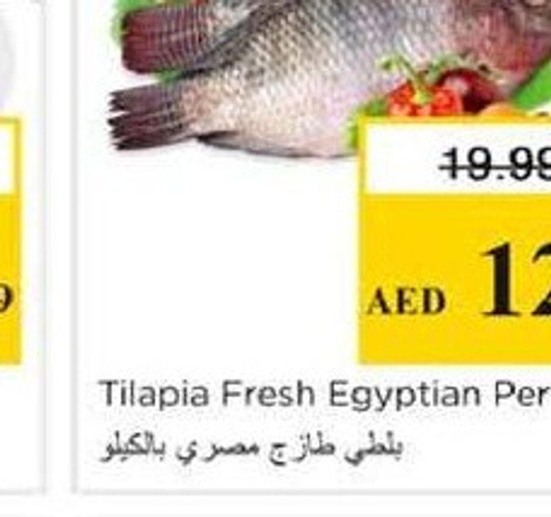 Tilapia Fresh Egyptian Per Kg