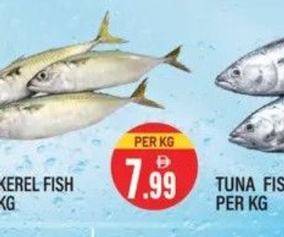 Mackerel Fish Per KG