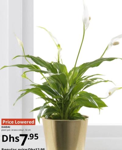 DAIDAI plant pot, brass-colour, 12 cm