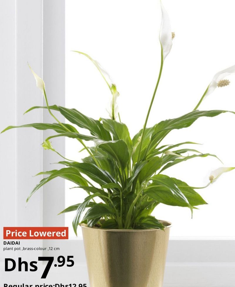 DAIDAI plant pot, brass-colour, 12 cm