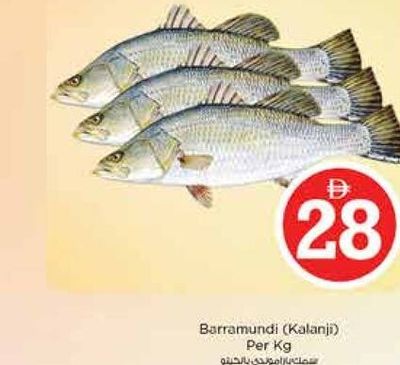 Barramundi (Kalanji) Per Kg