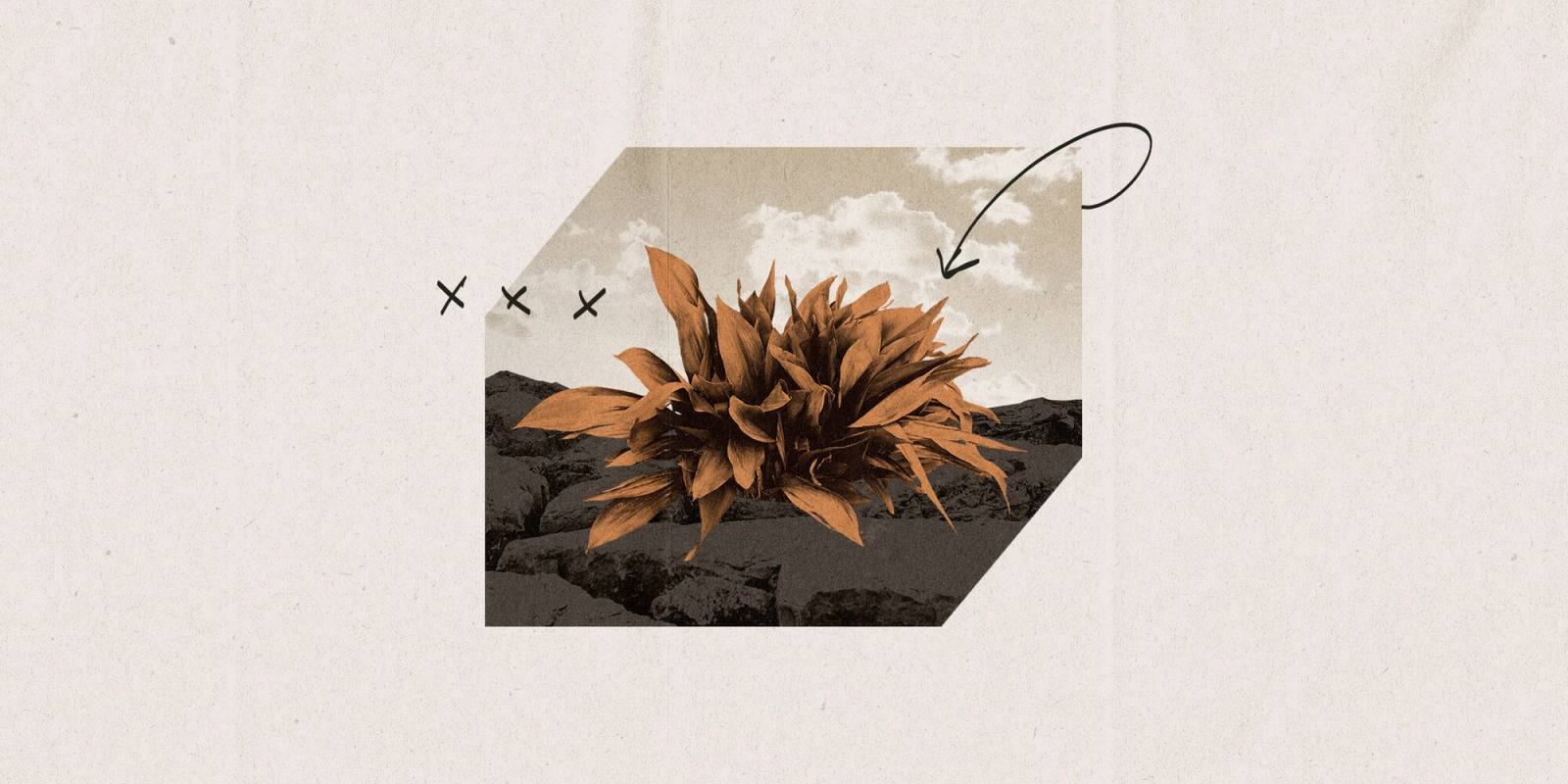 Culture & Epiphytes: Choosing Not To Build Your Culture Still Builds Your Culture