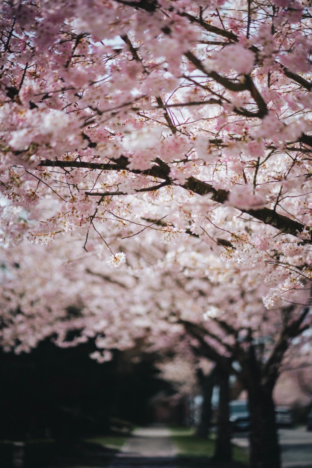 Vancouver Petals — gallery image