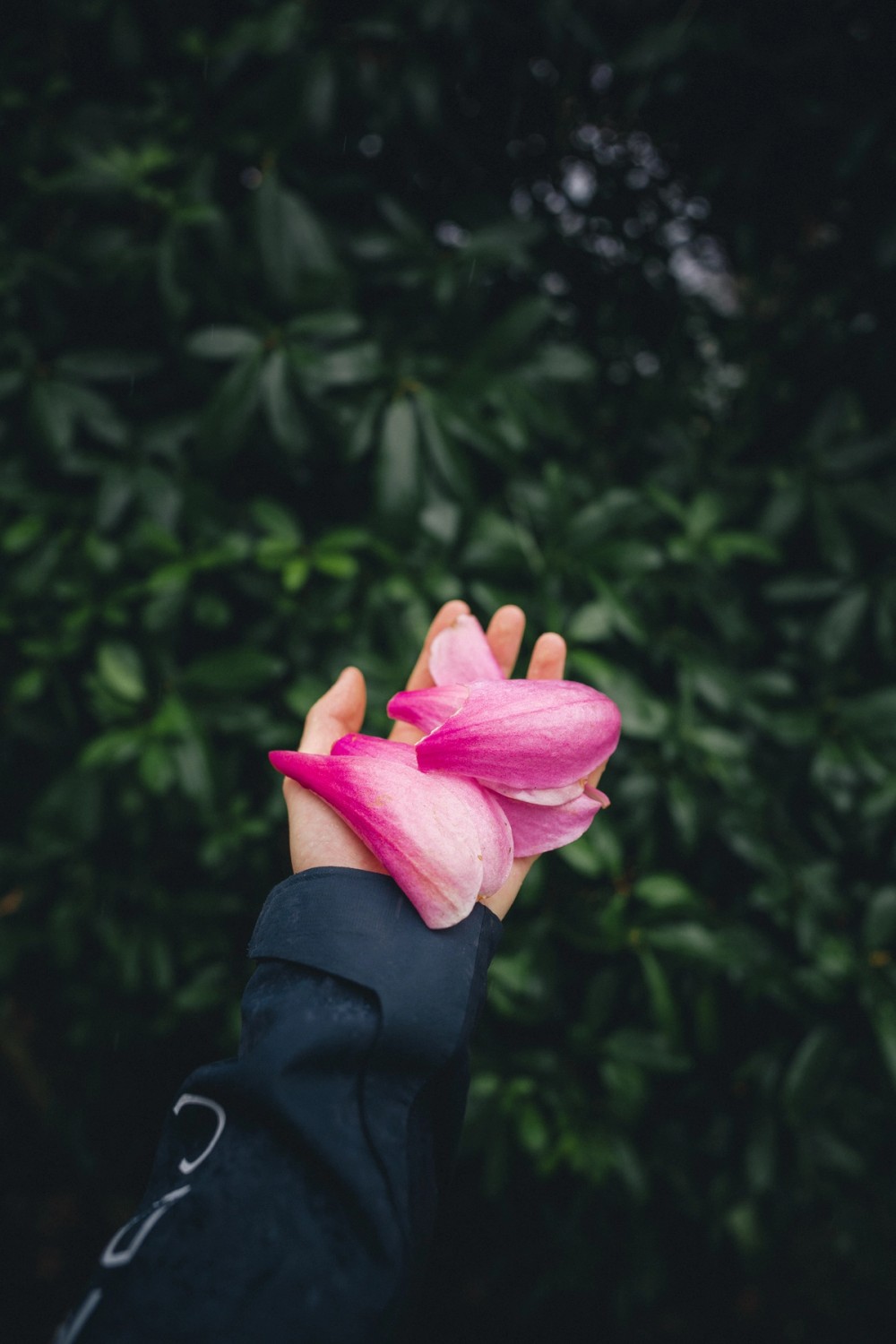 Fresh Petals — gallery image