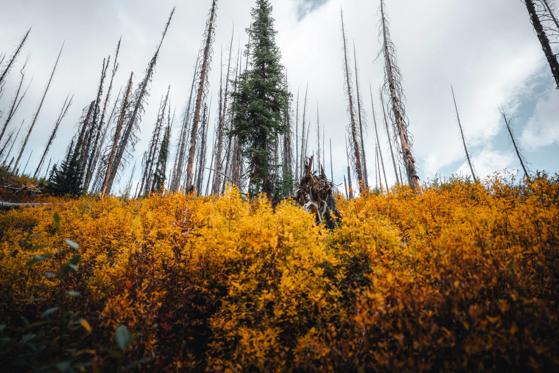 Floe Lake — gallery image