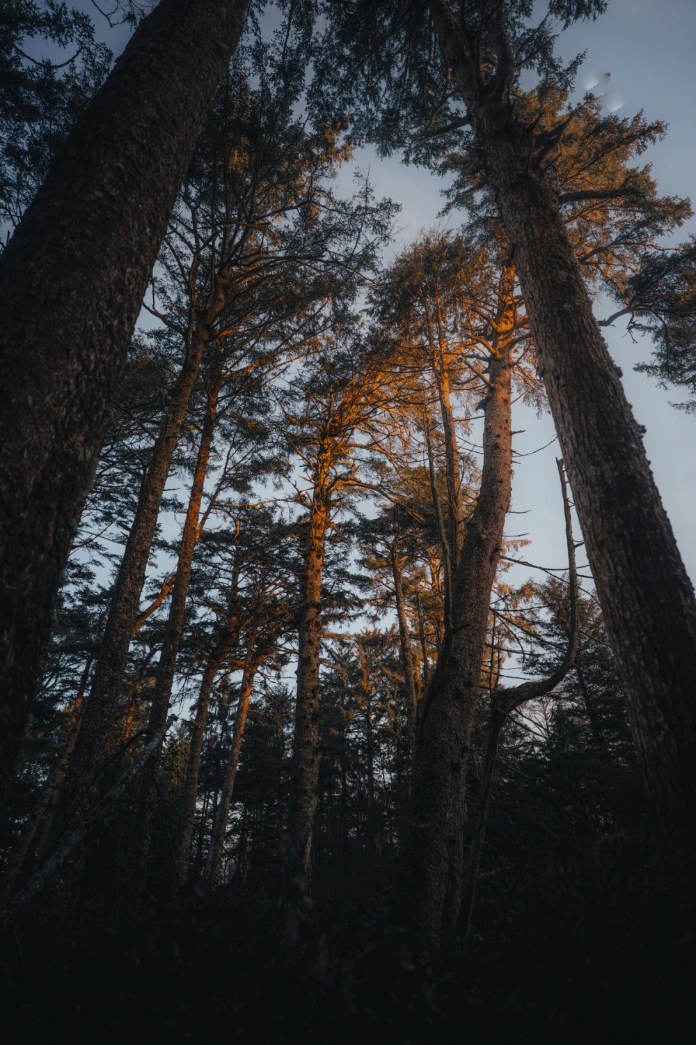 Morning Fog in Tofino — gallery image