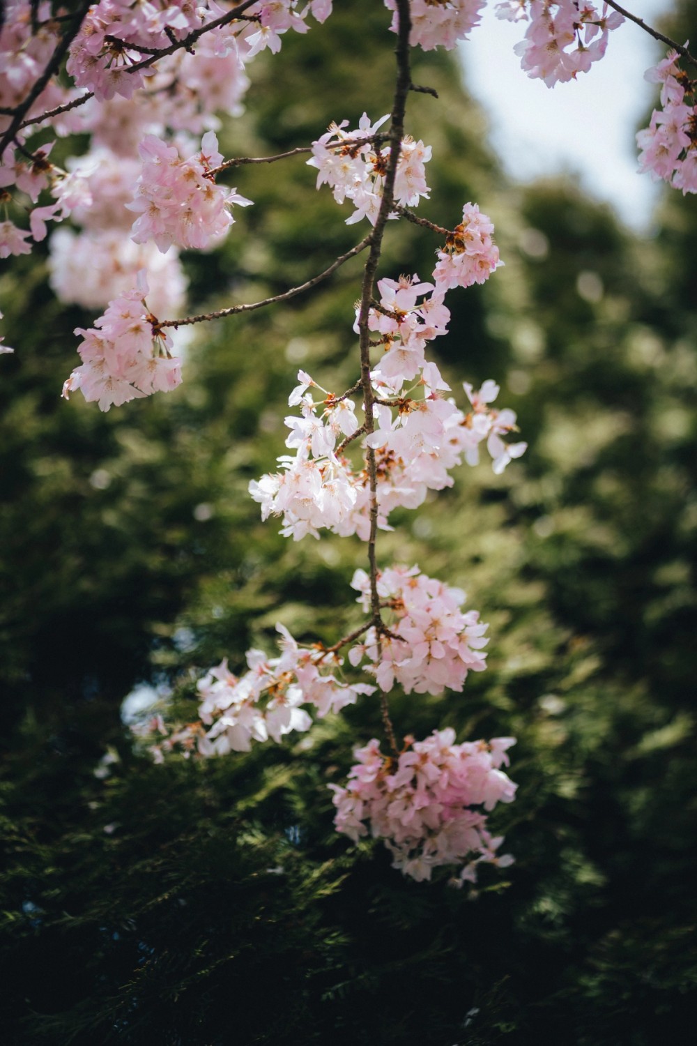 Vancouver Petals — gallery image