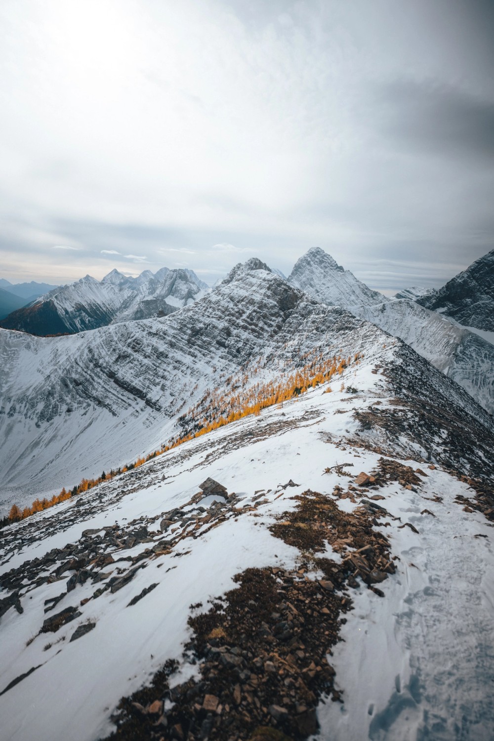 Tent Ridge Larches — gallery image