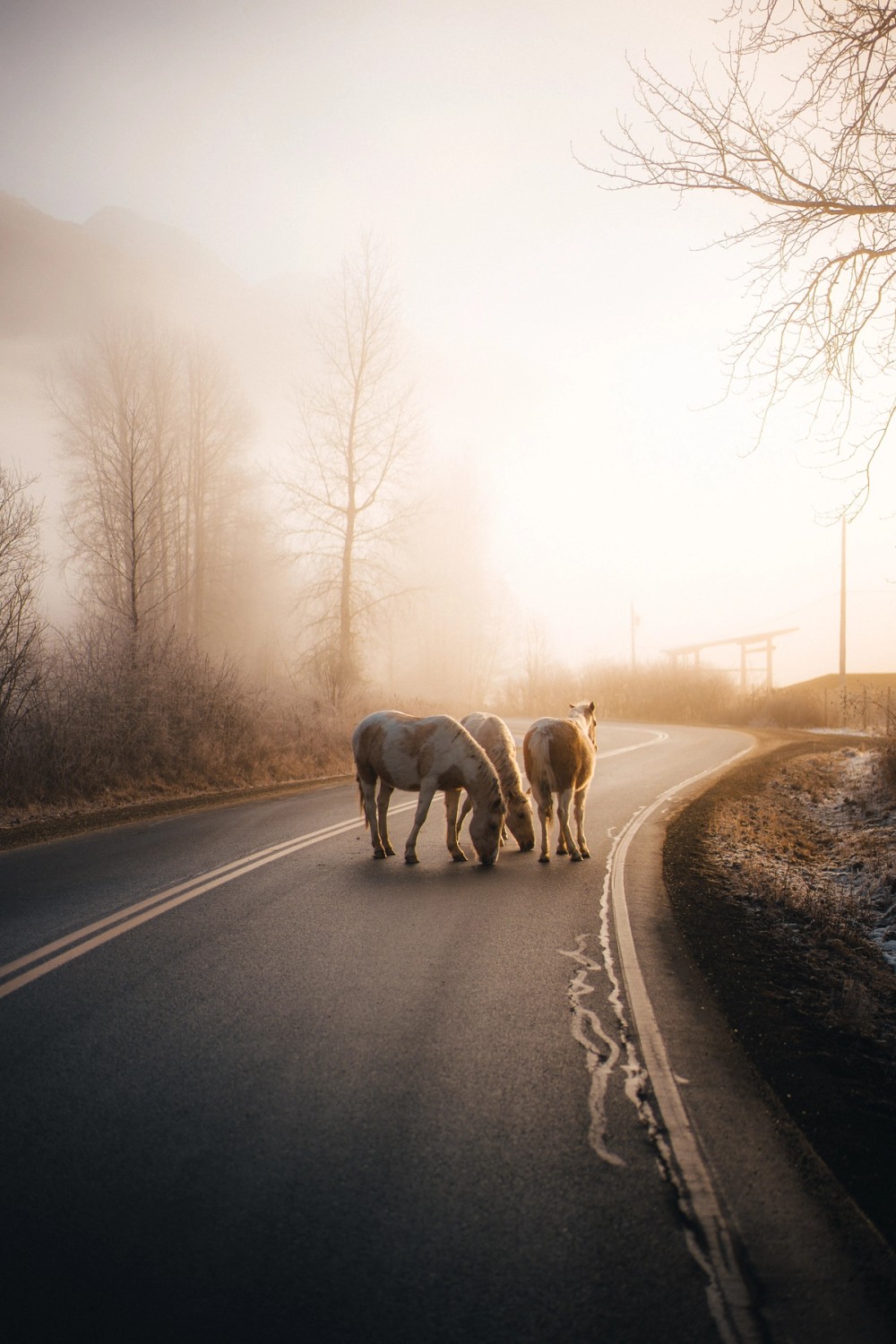 Foggy Morning Horses — gallery image