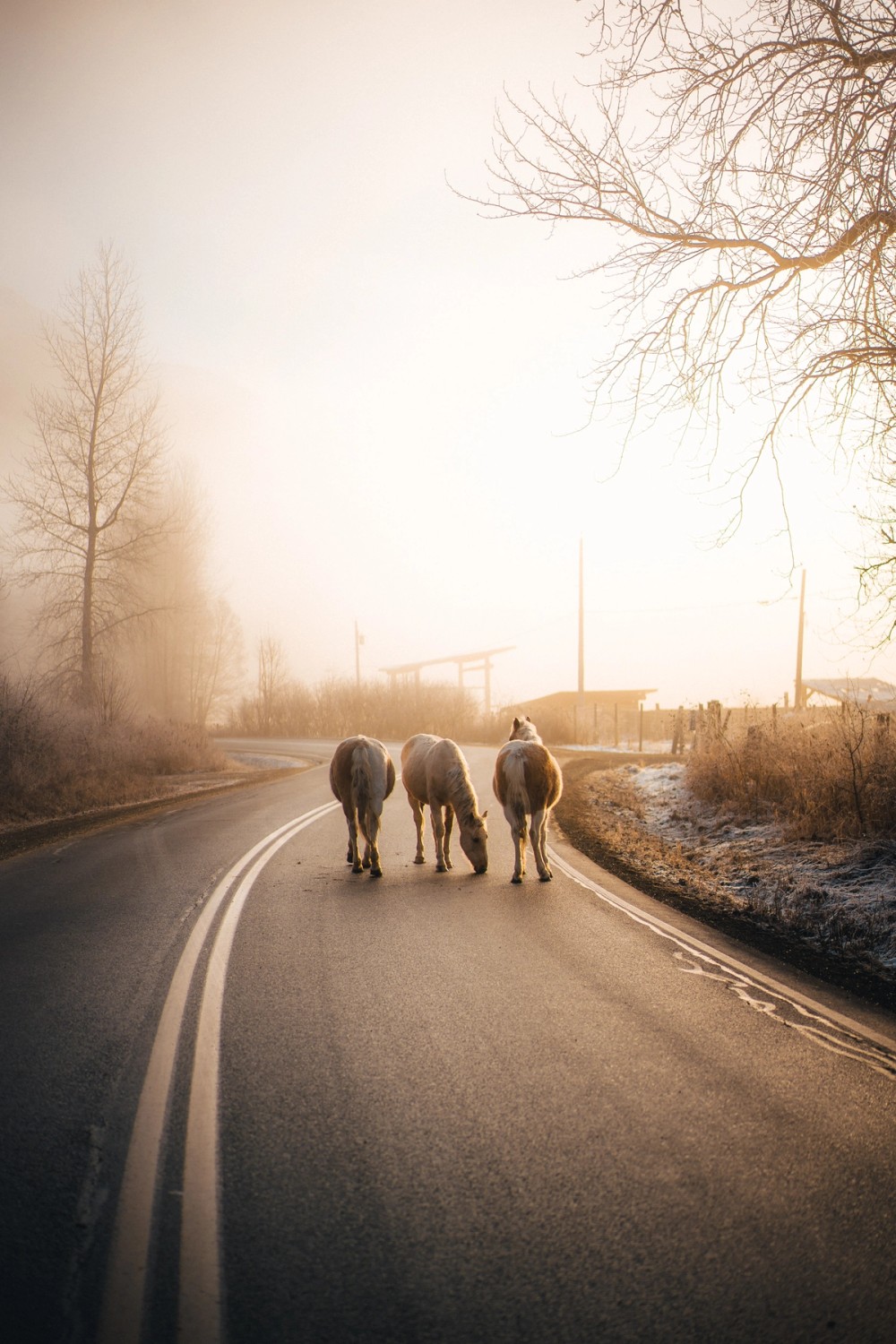 Foggy Morning Horses — gallery image