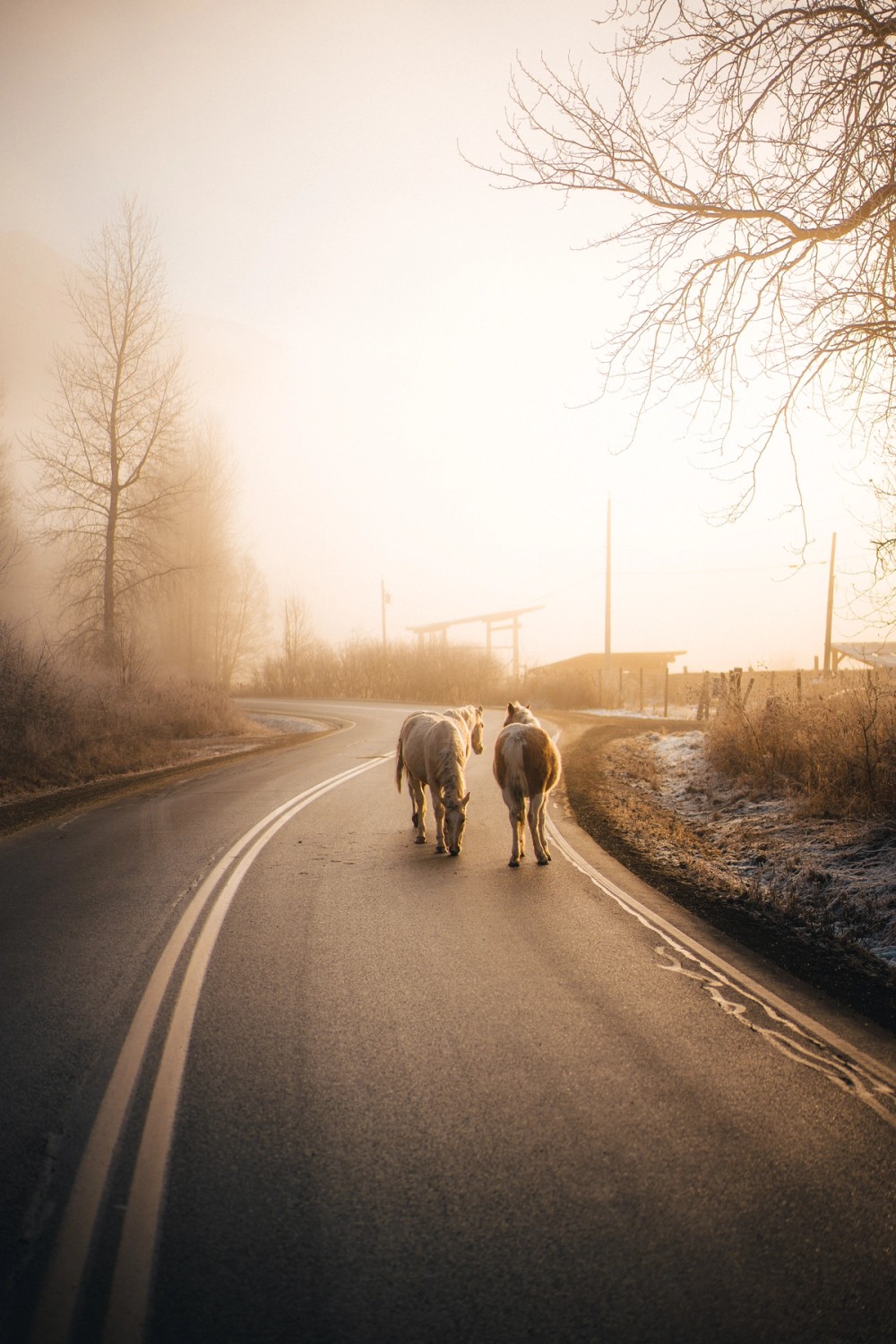 Foggy Morning Horses — gallery image