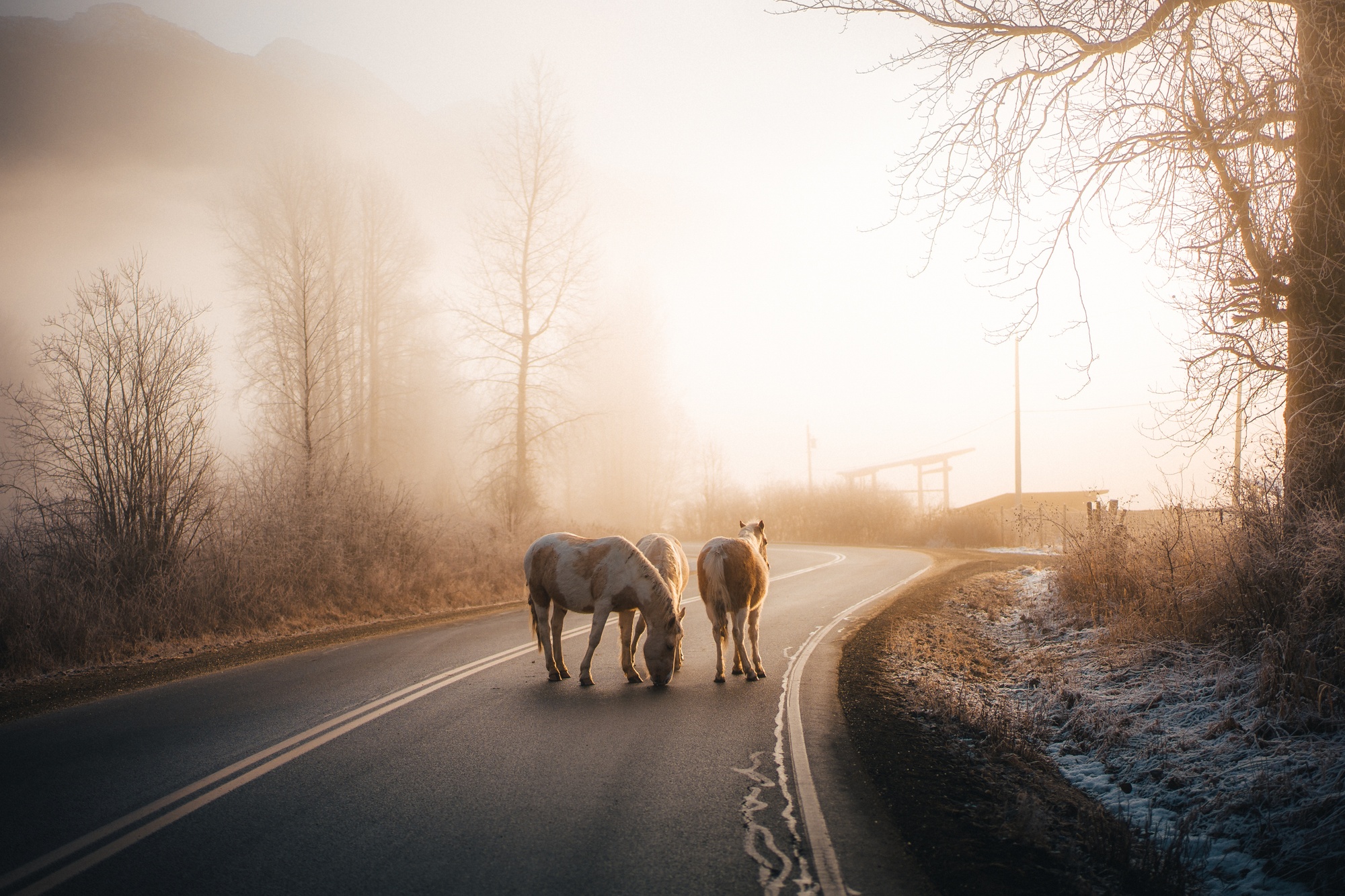 Foggy Morning Horses — project cover